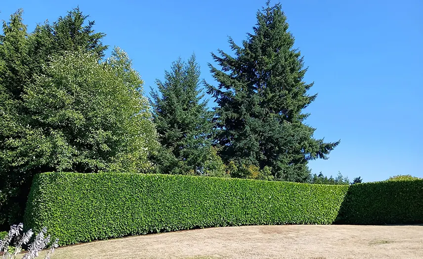 landscaping-maintenance